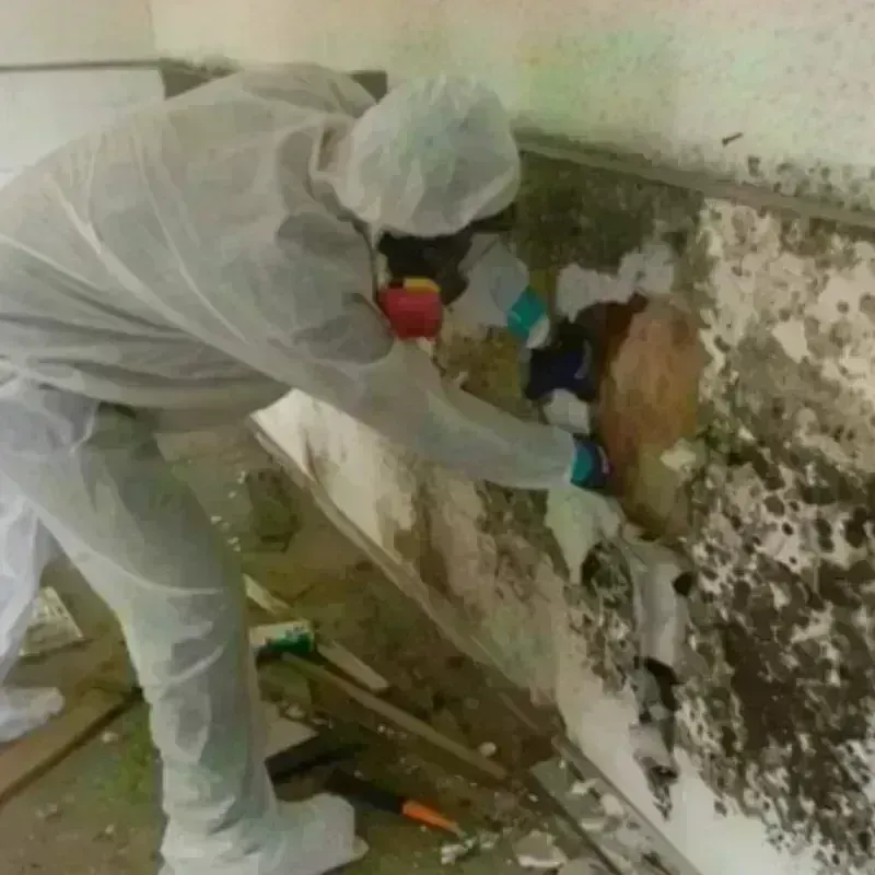 Mold Remediation and Removal in Cleveland, OK